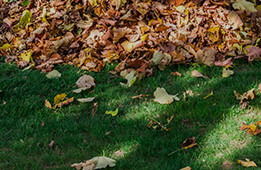 Green waste and Tree Stumps